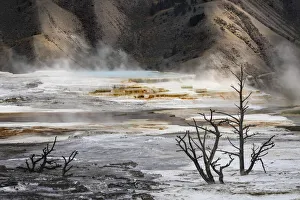 Black tree trunks and colorful hot spring terrace, Canary Spring, Mammoth Hot Springs, Yellowstone National Park Black tree trunks and colorful hot spring terrace, Canary Spring, Mammoth Hot Springs, Yellowstone National Park