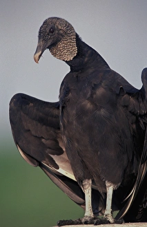 Black Vulture sunning, Coragyps atratus, Myakka River State Park, Florida Black Vulture sunning, Coragyps atratus, Myakka River State Park, Florida