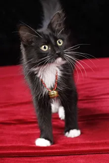 Black & white short-haired kitten, 2 1/2 months old Black & white short-haired kitten, 2 1/2 months old