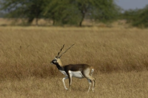 Blackbuck - male (Antelope cervicapra). Velavadar National Park. Gujarat. SW Blackbuck - male (Antelope cervicapra). Velavadar National Park. Gujarat. SW