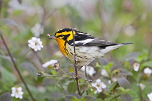 Blackburnian Warbler (Dendroica fusca) adult male foraging for insects in lantana garden Blackburnian Warbler (Dendroica fusca) adult male foraging for insects in lantana garden