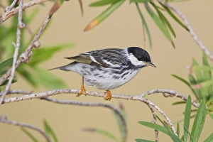 Blackpol Warbler (Dendroica striata) male foraging for insects, Texas coast Blackpol Warbler (Dendroica striata) male foraging for insects, Texas coast