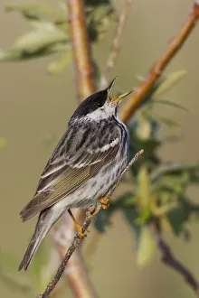 <b class=qtipBold><figcaption>Blackpoll Warbler</figcaption></b><br><em>© Ken Archer / DanitaDelimont.com</em> Blackpoll Warbler