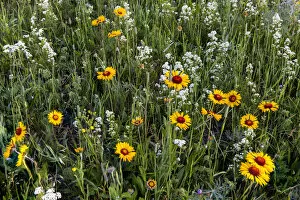 Blanket Flower Gallery: Blanketflower aka brown eyed susans and wild buckwheat in Glacier National Park, Montana