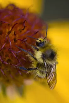 Gaillardia Aristata Gallery: Blanketflower, Gaillardia Aristata, Asteraceae, Sunflower. A bumblebee collects nectar