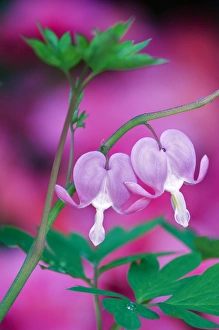 Bleeding Hearts Connecting In Garden. Credit as: Nancy Rotenberg / Jaynes Gallery / DanitaDelimont Bleeding Hearts Connecting In Garden. Credit as: Nancy Rotenberg / Jaynes Gallery / DanitaDelimont
