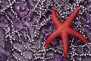 Images Dated 10th July 2006: Blood Star Hitching a ride on a Ochre Star