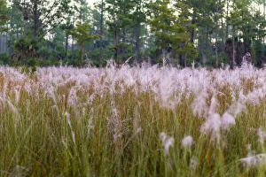Blooming Muhly grass in a prairie managed by prescribed fire Blooming Muhly grass in a prairie managed by prescribed fire