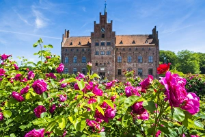 Blooming roses before Castle Egeskov, Denmark Blooming roses before Castle Egeskov, Denmark
