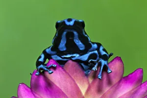 Blue and Black Dart Frog, Panama Blue, Dendrobates auratus Blue and Black Dart Frog, Panama Blue, Dendrobates auratus