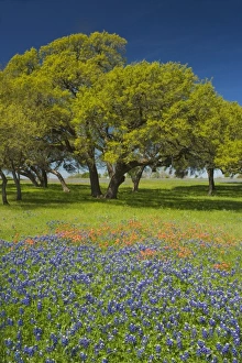 Blue Bonnets and Indian Paint Brush with backdrop of Oak Trees near Independance Texas Blue Bonnets and Indian Paint Brush with backdrop of Oak Trees near Independance Texas
