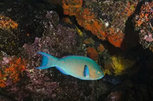Blue-chin Parrotfish (Scarus ghobban) GALAPAGOS ISLANDS, Ecuador, South America