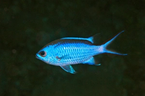 Blue Chromis (Chromis cyanea), Punta Gruesa, Mahahual Peninsula, Quintana Roo, South Blue Chromis (Chromis cyanea), Punta Gruesa, Mahahual Peninsula, Quintana Roo, South