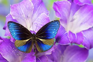 Blue Crow Butterfly, Euphoea mulciber subvisaya Blue Crow Butterfly, Euphoea mulciber subvisaya