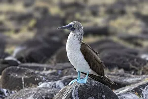 Blue-footed Boobie, Espanola Island, Galapagos Islands, Ecuador Blue-footed Boobie, Espanola Island, Galapagos Islands, Ecuador