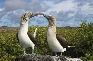 Blue-footed booby courtship (Sula nebouxii excisa) Punta Cevallos, EspaaAAola Blue-footed booby courtship (Sula nebouxii excisa) Punta Cevallos, EspaaAAola