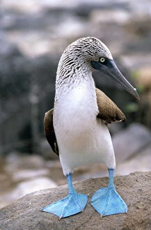 Ecuador Collection: Blue-footed booby Isla Espanola, Galapagos Islands, Ecuador, South America