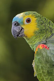 Blue fronted Amazon parrot native to South America