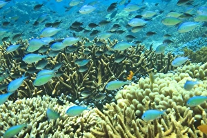 Blue-green Chromis (Chromis virida) schooling near Acropora coral reef, Wetar Island Blue-green Chromis (Chromis virida) schooling near Acropora coral reef, Wetar Island