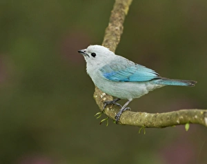 Blue-grey tanager (Thraupis episcopus), Cayo district, Belize Blue-grey tanager (Thraupis episcopus), Cayo district, Belize