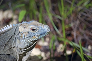 Blue Iguana Habitat at Queen Elizabeth II Botanic Park, Grand Cayman, Cayman Island Blue Iguana Habitat at Queen Elizabeth II Botanic Park, Grand Cayman, Cayman Island