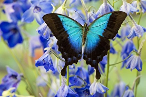Blue Iridescence Swallowtail Butterfly, Papilio pericles Blue Iridescence Swallowtail Butterfly, Papilio pericles
