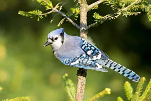Blue Jay (Cyanocitta cristata) in spruce tree. Marion Co. IL Blue Jay (Cyanocitta cristata) in spruce tree. Marion Co. IL
