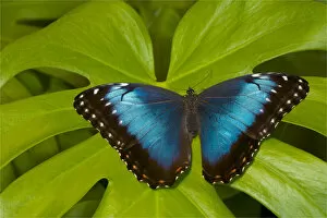 Images Dated 24th October 2005: Blue Morpho Butterfly, Morpho granadensis