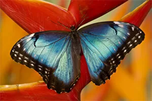 Images Dated 17th November 2007: Blue Morpho Butterfly, Morpho peleides, on Heliconia tropical flower