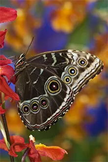 Images Dated 17th November 2007: Blue Morpho Butterfly, Morpho peleides, on Orchid with wings closed displaying eye spots