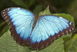Images Dated 21st February 2012: Blue Morpho (Morpho) butterfly, Green Hills Butterfly Farm, Belize