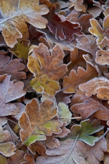 Blue oak leaves fallen and frosted in the morning near the Siskyou Pass in Northern Blue oak leaves fallen and frosted in the morning near the Siskyou Pass in Northern