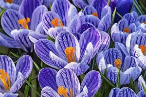 Blue, purple, white Stripes Crocuses blooming, Bellevue, Washington State Blue, purple, white Stripes Crocuses blooming, Bellevue, Washington State