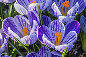 Blue, purple, white yellow Crocuses blooming, Bellevue, Washington State Blue, purple, white yellow Crocuses blooming, Bellevue, Washington State
