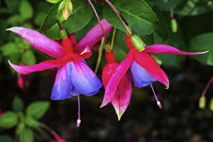 Blue red Hardy Fuchsia Blooming. Scientific named Genii Fuchsia Blue red Hardy Fuchsia Blooming. Scientific named Genii Fuchsia