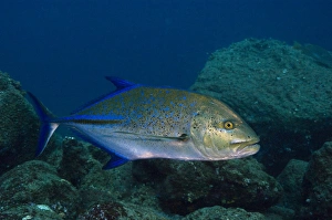 Blue Spotted Jack (Caranx melampygus) Off of Wolf Island GALAPAGOS ISLANDS Blue Spotted Jack (Caranx melampygus) Off of Wolf Island GALAPAGOS ISLANDS
