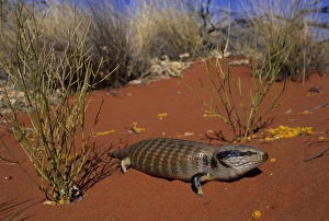 Blue-tongued Skink, (Tiliqua multifasciata), Ayers Rock, Australia Blue-tongued Skink, (Tiliqua multifasciata), Ayers Rock, Australia