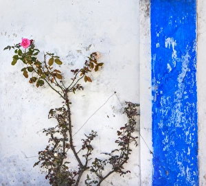 Blue White Wall Pink Rose Street Medieval Town Obidos Portugal Blue White Wall Pink Rose Street Medieval Town Obidos Portugal