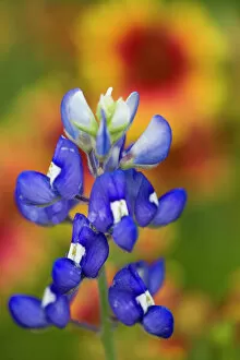 Bluebonnet, Lupinus texensis, Wildflowers, Hill Country, Brenham, Texas, USA