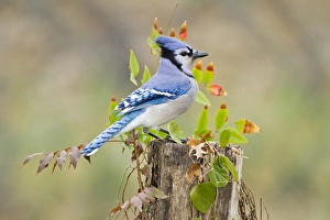 Bluejay (Cyanocitta cristata) adults on log with acorns, autumn, Texas Bluejay (Cyanocitta cristata) adults on log with acorns, autumn, Texas