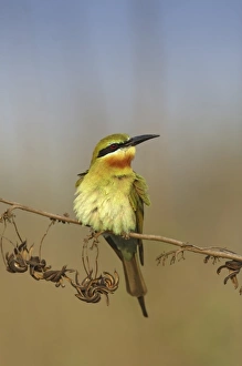 Bluetailed Bee eater, Corbett National Park, Uttaranchal, India Bluetailed Bee eater, Corbett National Park, Uttaranchal, India
