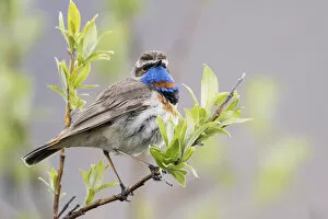 Chats And Flycatchers Gallery: Bluethroat Collection