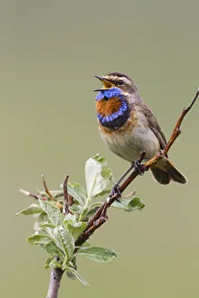 <b class=qtipBold><figcaption>Bluethroat Male; Territory Song</figcaption></b><br><em>© Ken Archer / DanitaDelimont.com</em> Bluethroat Male; Territory Song