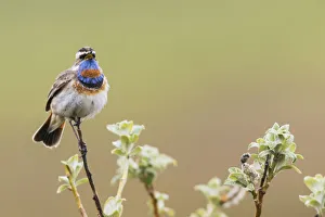 <b class=qtipBold><figcaption>Bluethroat Singing</figcaption></b><br><em>© Ken Archer / DanitaDelimont.com</em> Bluethroat Singing