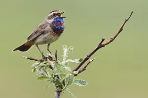 <b class=qtipBold><figcaption>Bluethroat; Singing on his territory</figcaption></b><br><em>© Ken Archer / DanitaDelimont.com</em> Bluethroat; Singing on his territory