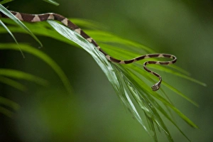 Blunthead Tree Snake (Imantodes cenchoa). Yasuni National Park, Amazon Rainforest Blunthead Tree Snake (Imantodes cenchoa). Yasuni National Park, Amazon Rainforest