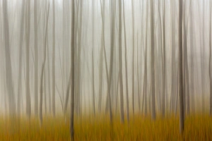 Blurred motion treatment of fallen ghost trees, Yellowstone National Park, Wyoming/Montana Blurred motion treatment of fallen ghost trees, Yellowstone National Park, Wyoming/Montana