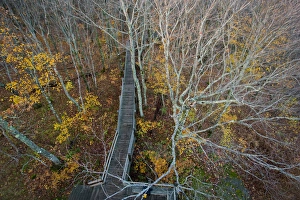 Boardwalk leads to viewing tower at the Summit Peak Trail in Porcupine Mountains Boardwalk leads to viewing tower at the Summit Peak Trail in Porcupine Mountains