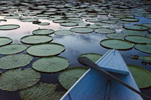 Boat on Rupununi River with Victoria amazonica lily pads, southern Guyana Boat on Rupununi River with Victoria amazonica lily pads, southern Guyana