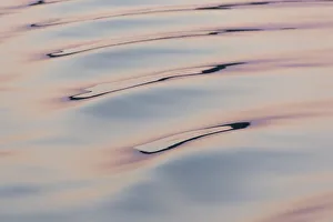 <b class=qtipBold><figcaption>Boat wake reflecting dawn colors</figcaption></b><br><em>© Trish Drury / DanitaDelimont.com</em> Boat wake reflecting dawn colors